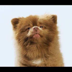 Meet your Posher, Ali